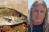 One of 20 new fish species discovered in the Kimberley will be named after Australian author Tim Winton.