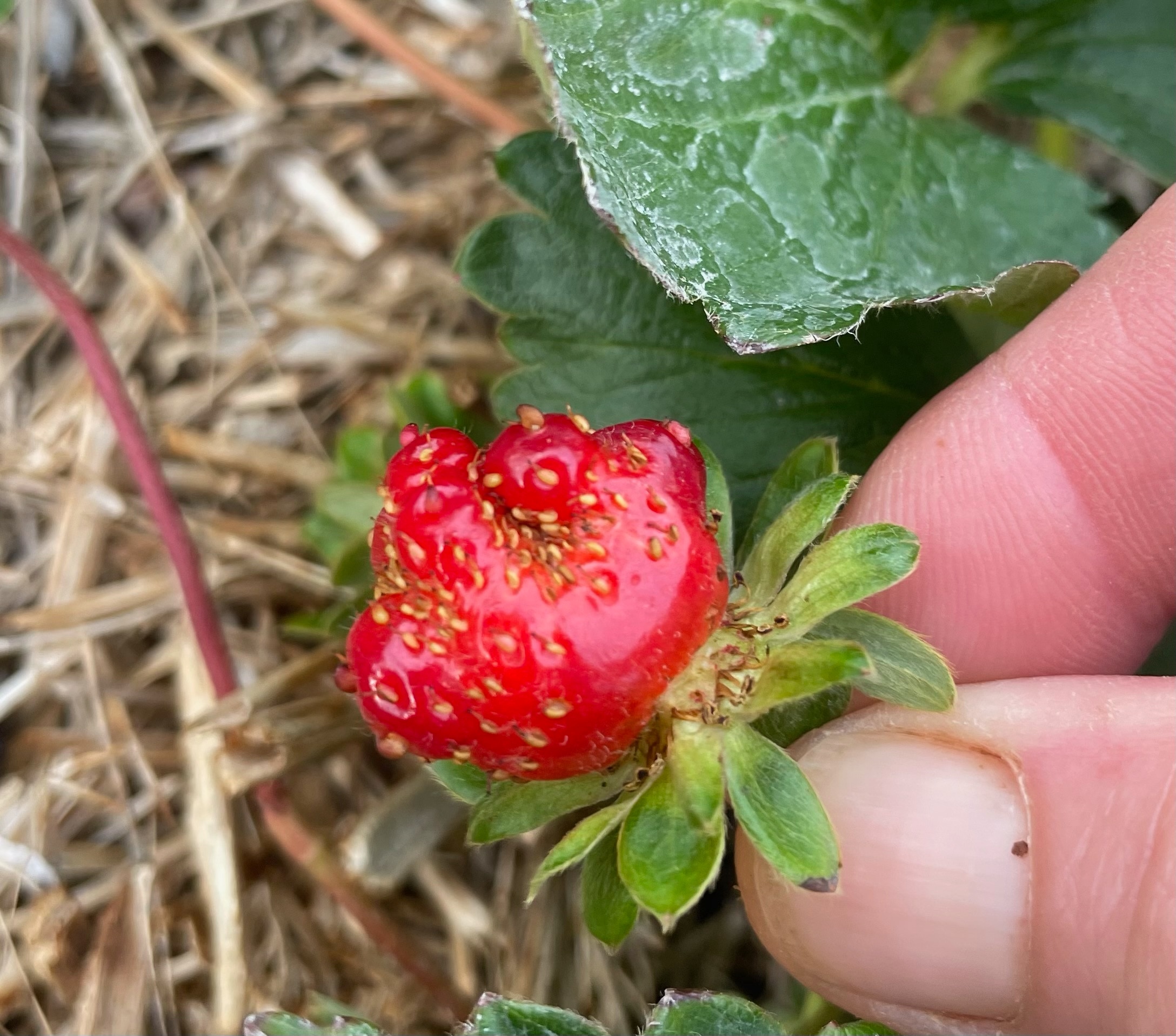 Yummy meals for ladybugs - ABC listen