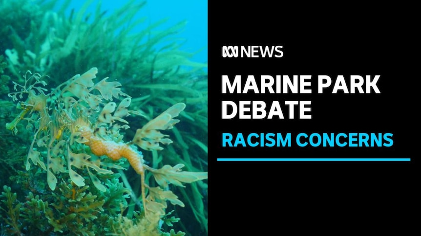 Marine Park Debate, Racism Concerns: A colourful sea creature swims among sea grass underwater.