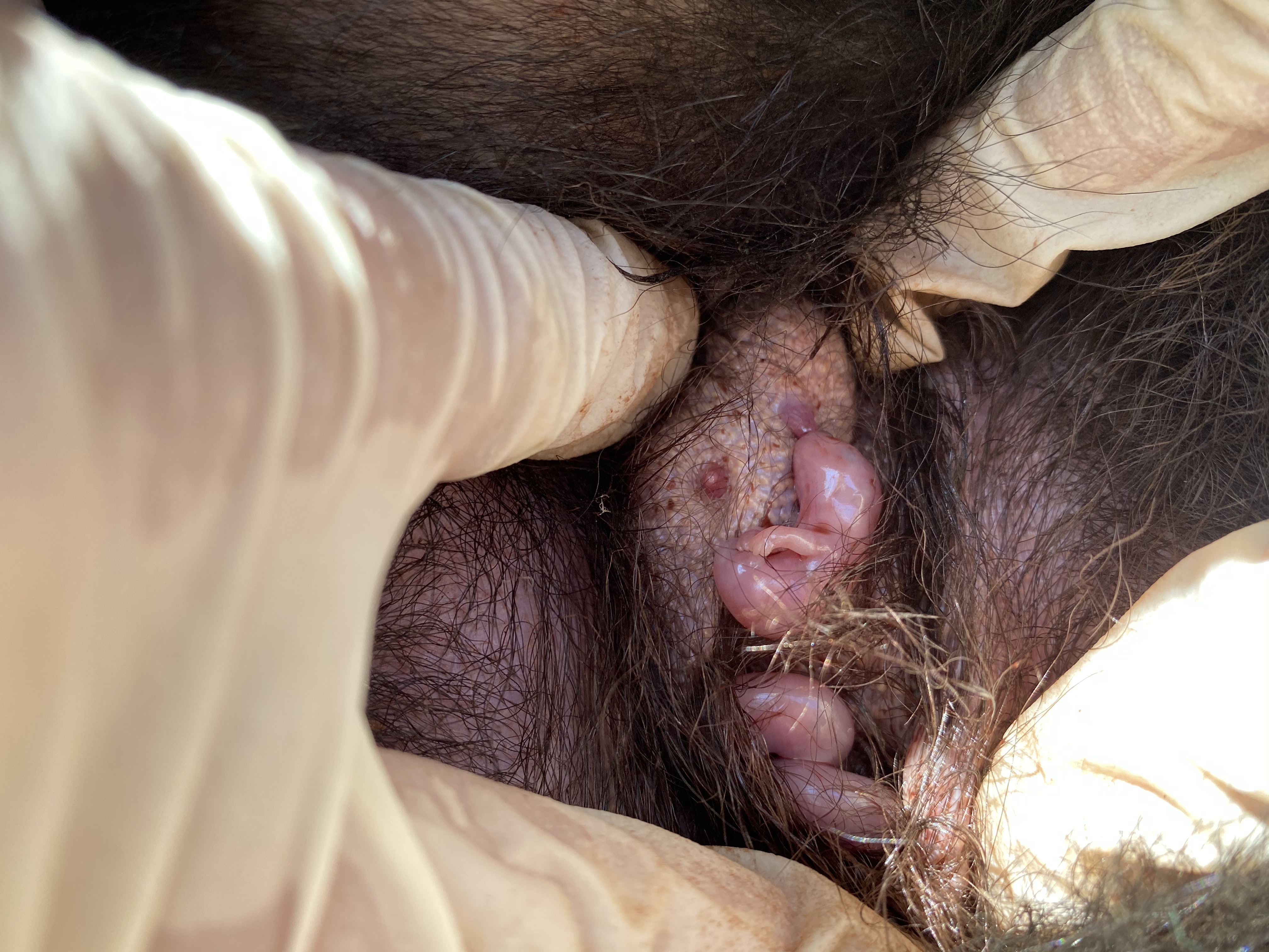 Tasmanian devil baby in pouch