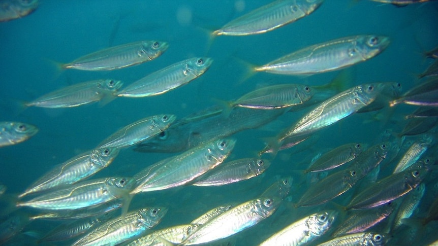 A school of jack mackerel