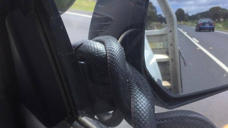 A snake coiled around the driver's side mirror.