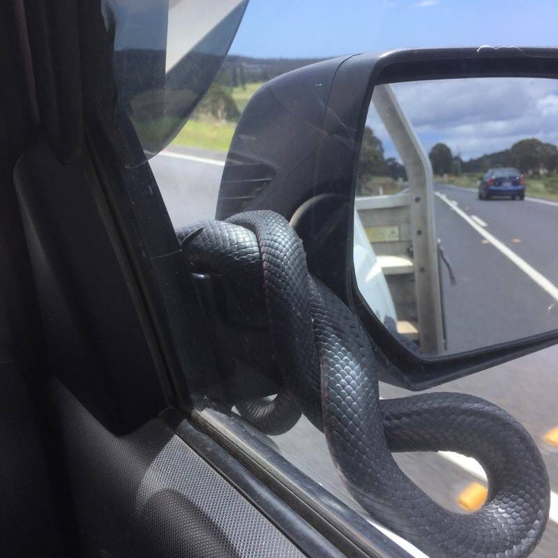 A snake coiled around the driver's side mirror.