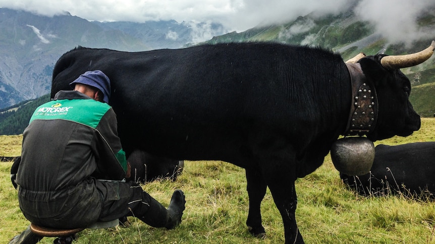 A cow in the Swiss Alps getting milked the traditional way.