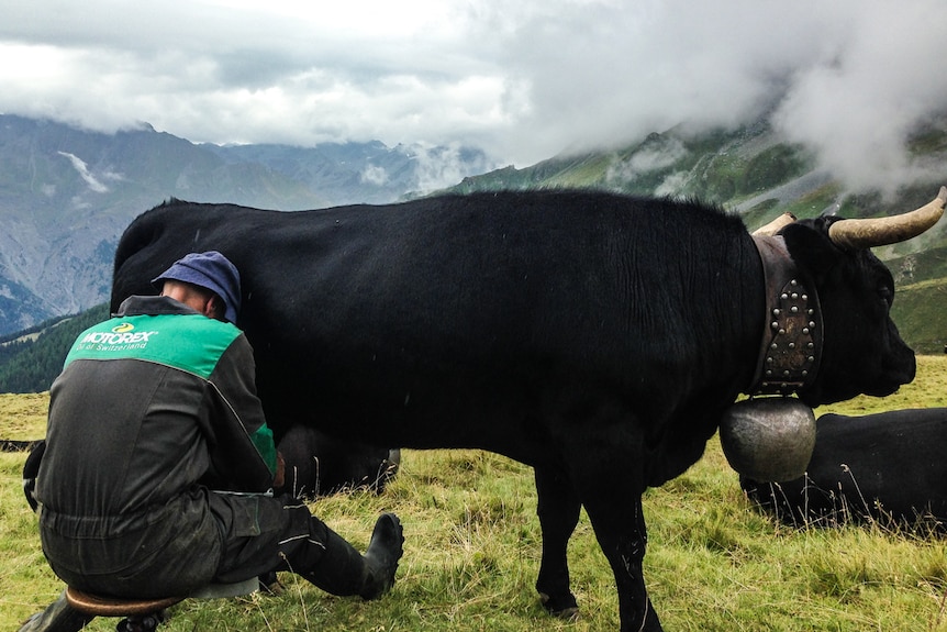 A cow in the Swiss Alps getting milked the traditional way.