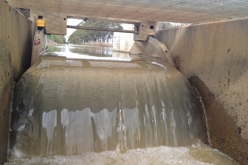 Water flows over an irrigation regulator and into a channel.