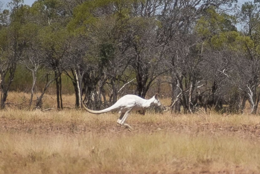 A white kangaroo is photographed mid bounce, on dry terrain.