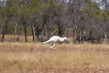 A white kangaroo is photographed mid bounce, on dry terrain.