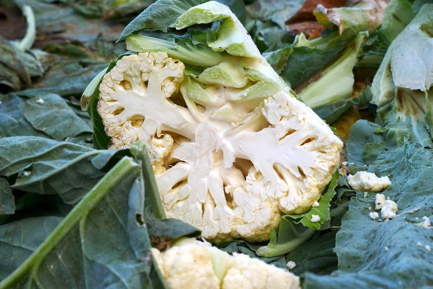 Picture of a cut cauliflower on the ground among plant leaves.