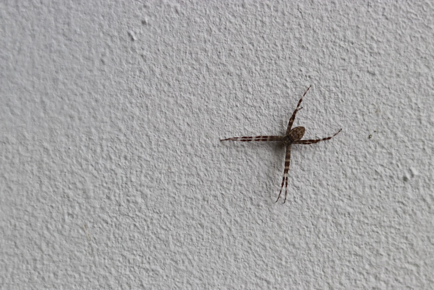 A brown spider with yellow markings is seen against a white wall