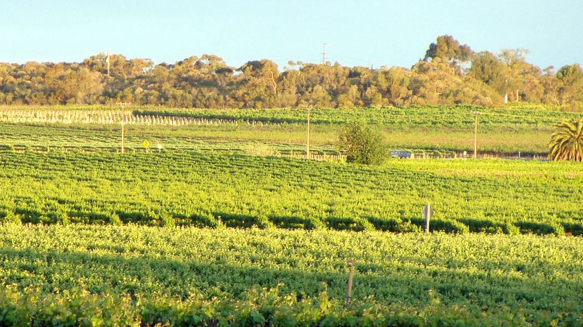 irrigated vines