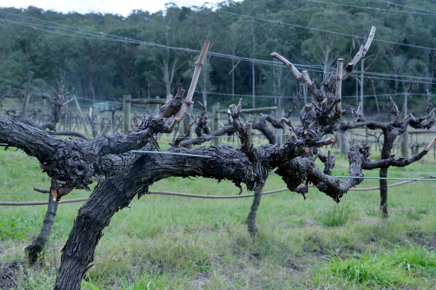 A pruned grapevine in a vineyard.