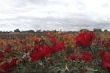 Coonawarra vines and roses