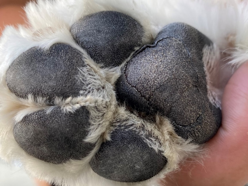 Close up of a dog's paws