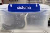 A small snake lifting its head in a snap lock plastic lunch container