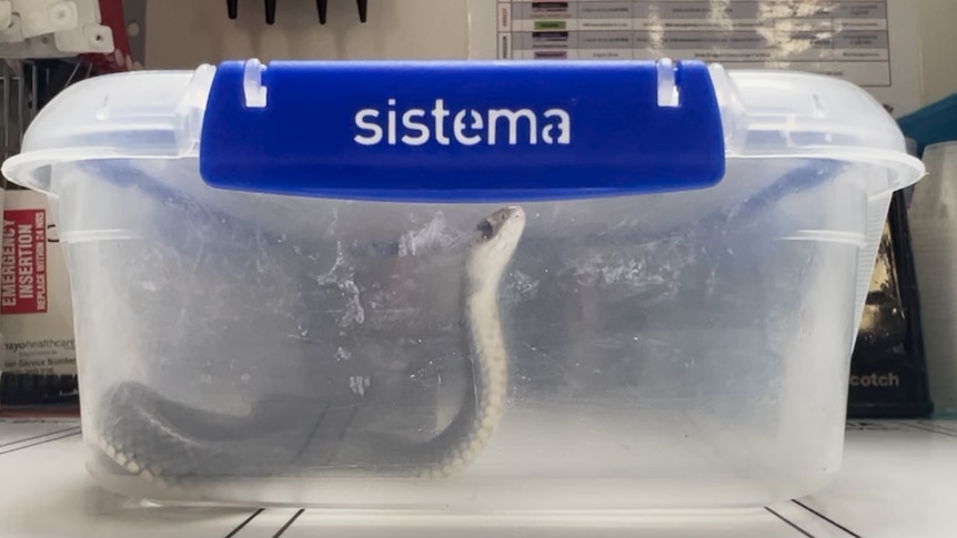 A small snake lifting its head in a snap lock plastic lunch container