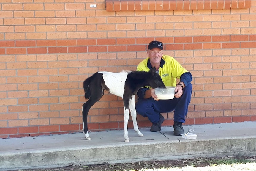 Orphaned brumby foal Tigerlily rescued after being attacked by dogs.