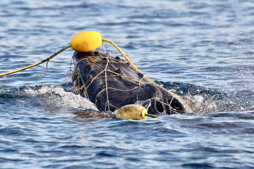 A whale calf caught in a shark net off Queensland's Gold Coast