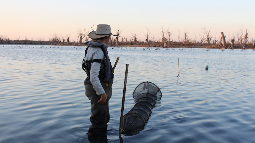 A woman is standing in a body of water next to a net for testing fish. The sky has a pink glow.