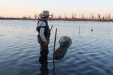 A woman is standing in a body of water next to a net for testing fish. The sky has a pink glow.