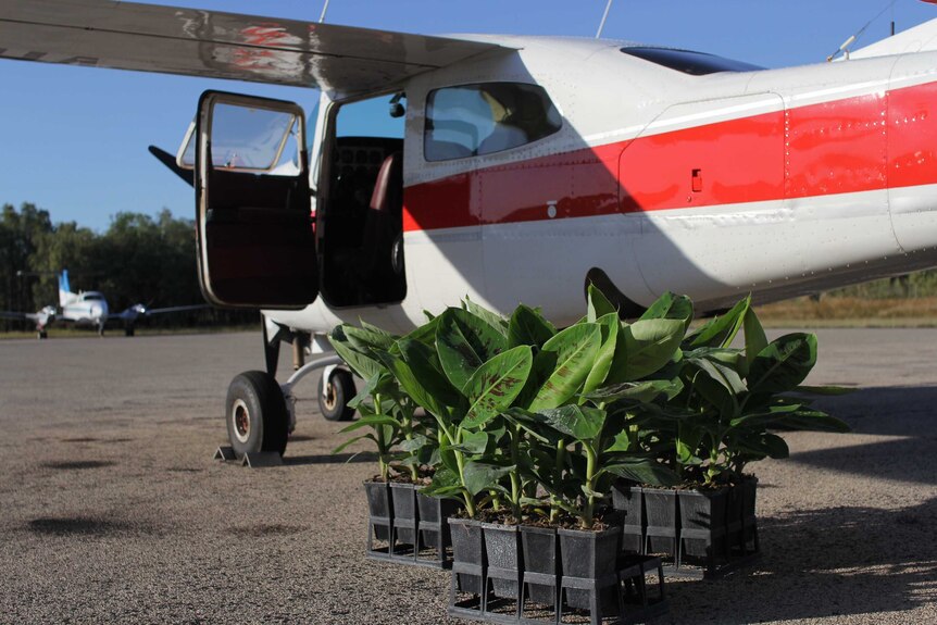 banana plants next to a cessna 210 plane