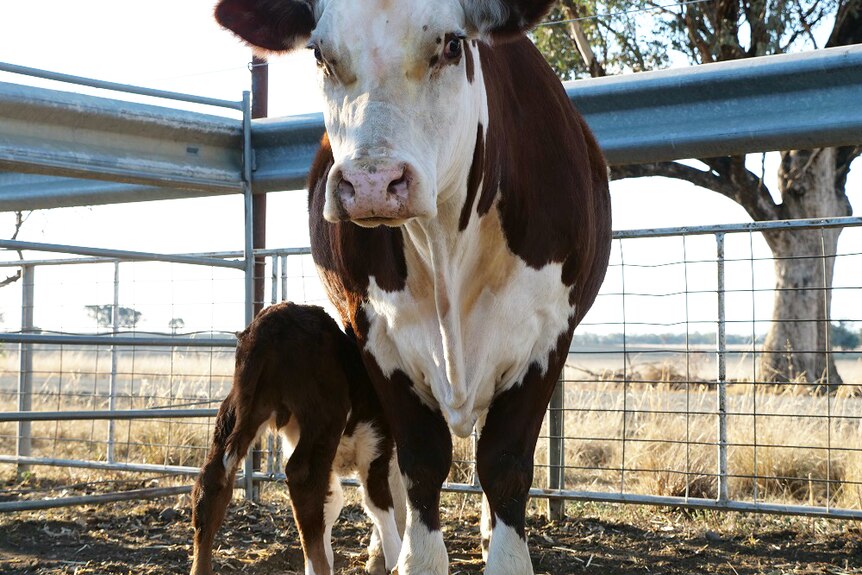 A Hereford cow stands as her calf drinks from her udder.