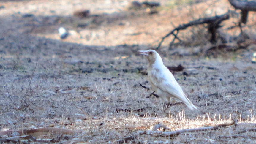 A pale brown and white magpie standing among short dry grass littered with dead branches, leaves and bark.