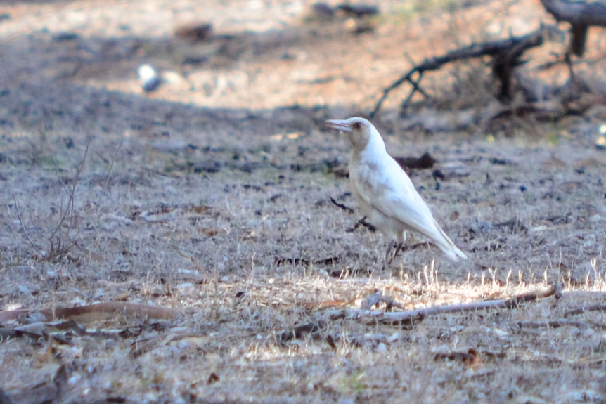 A pale brown and white magpie standing among short dry grass littered with dead branches, leaves and bark.