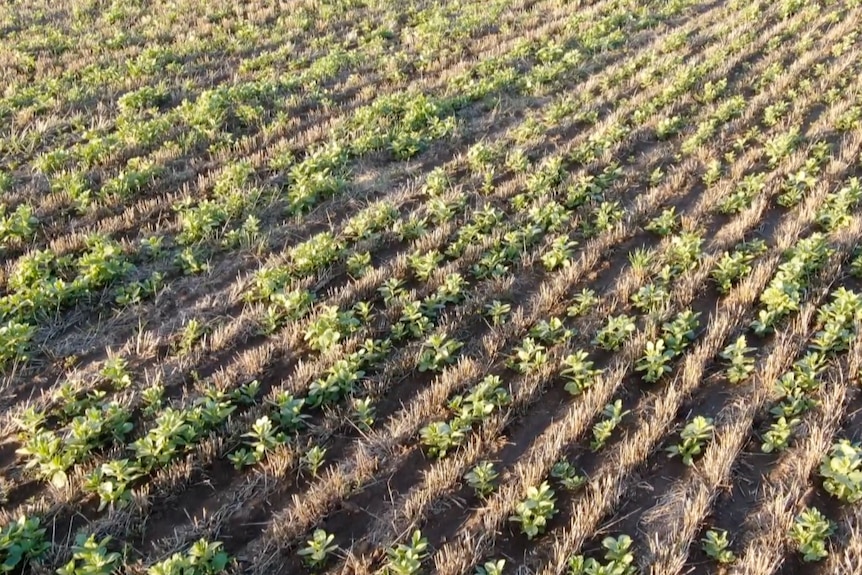 Photo of faba bean crop.