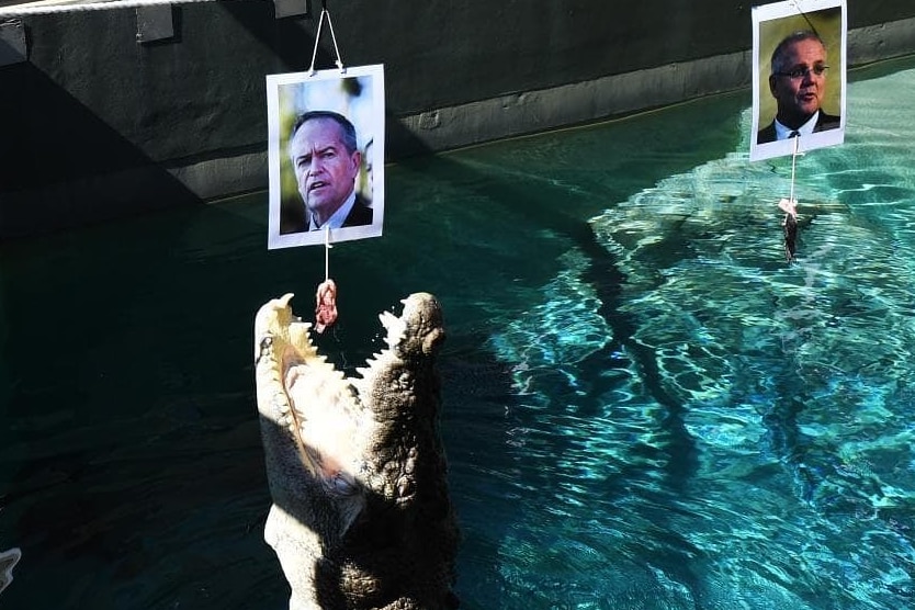 A crocodile jumps from the water and leaps up to a picture of Bill Shorten while a picture of Scott Morrison hangs to the right