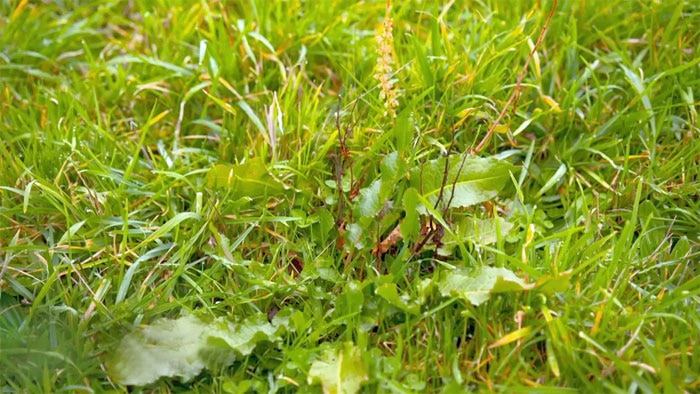 Weeds - Dock Image