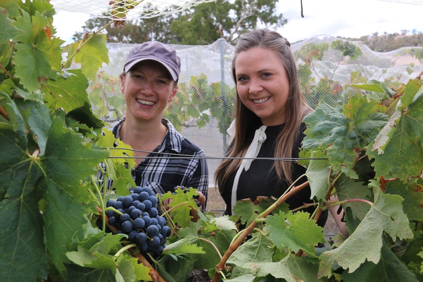 Monica Gray and Kate Hibberson among the vines.