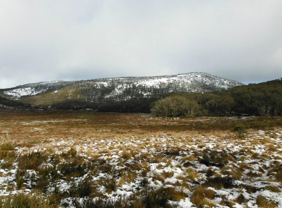 Muchneeded snow arrives to kick off ski season at Perisher, Thredbo