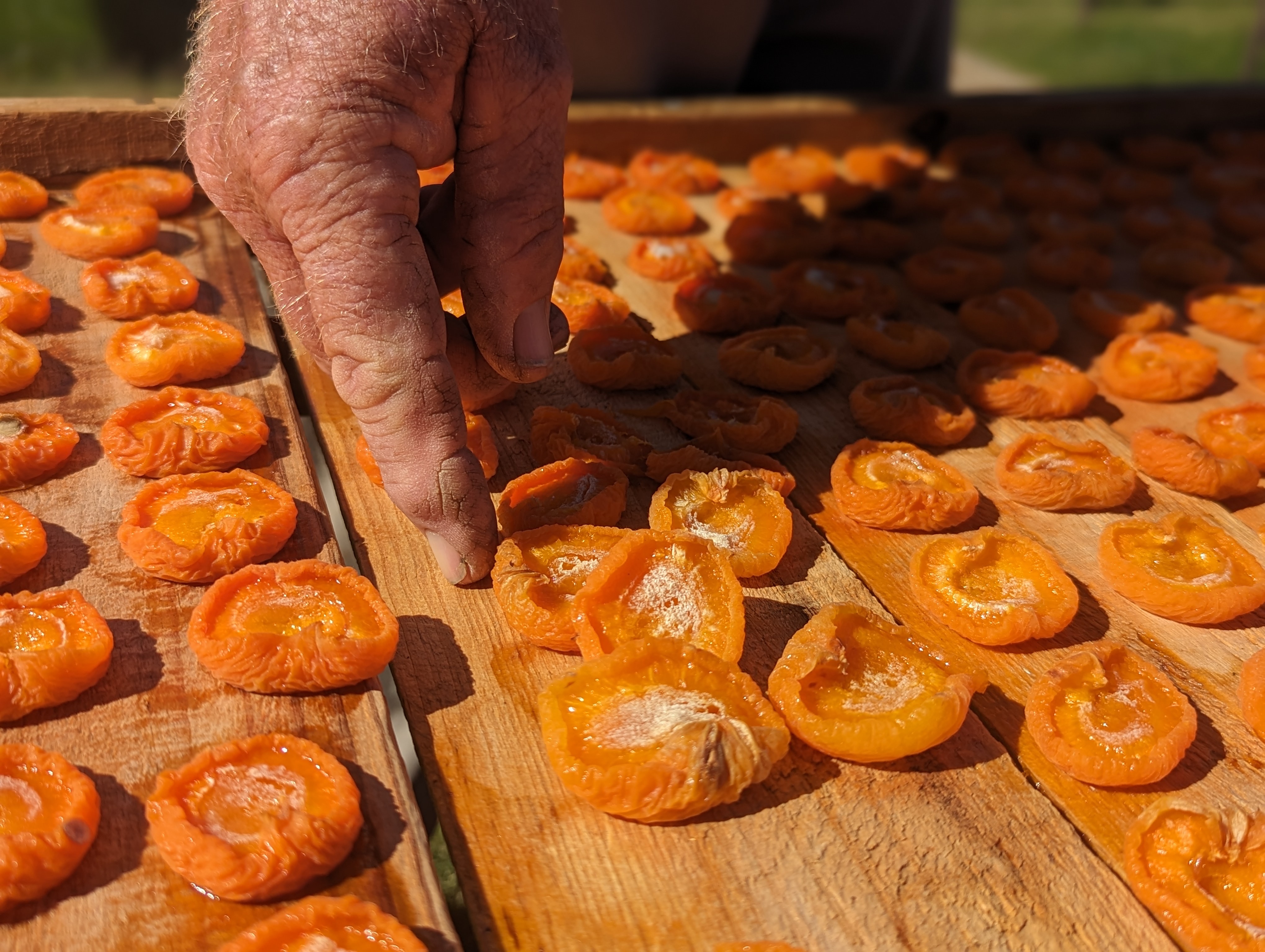 Kris Werner's fair middle-aged hand fingers a dried apricot on a wooden pallet drying rack in the sun.