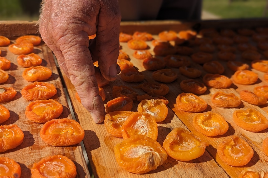 Kris Werner's fair middle-aged hand fingers a dried apricot on a wooden pallet drying rack in the sun.