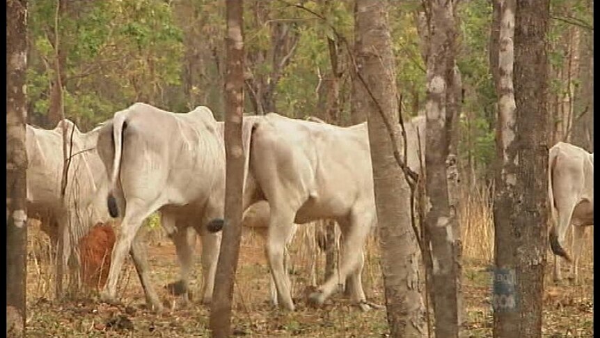 Over 800 cattle died at Mataranka Station in 2009.