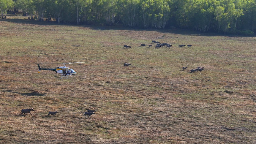 Helicopter chasing a buffalo herd on Kakadu floodplain