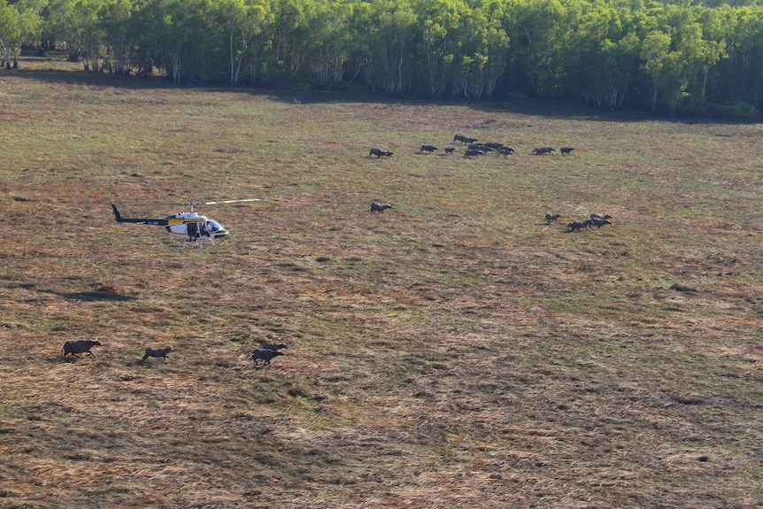 Helicopter chasing a buffalo herd on Kakadu floodplain