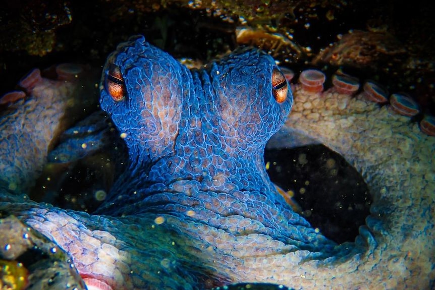a close up of underwater of the face of  n octopus with blue tenacles 