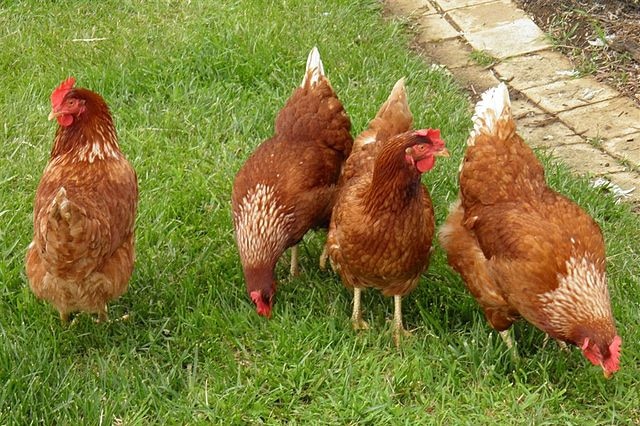 Four ginger-coloured chickens are standing and feeding on green grass.