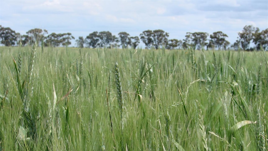 Coleambally Wheat crop
