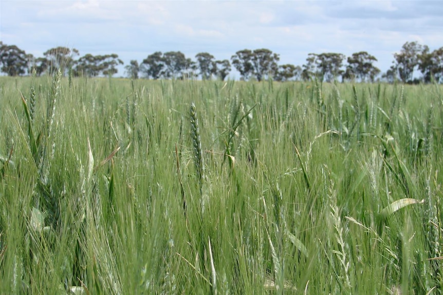 Wheat crop growing in a paddock.