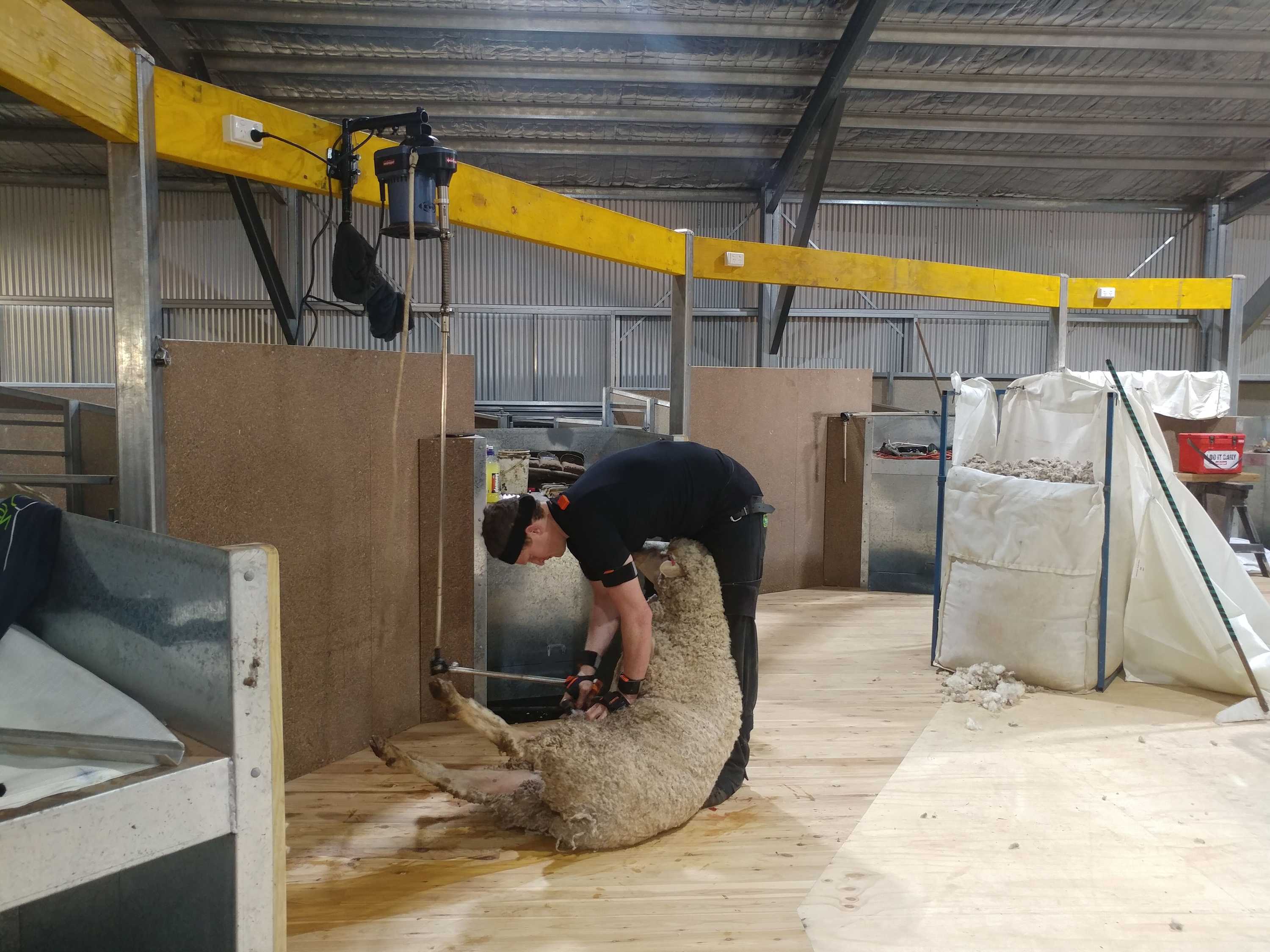 Shearers wear sensors and motion-tracking systems for injury prevention ...