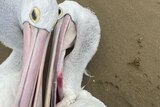Two pelicans' heads touching, one has fishing lines twisted around its neck