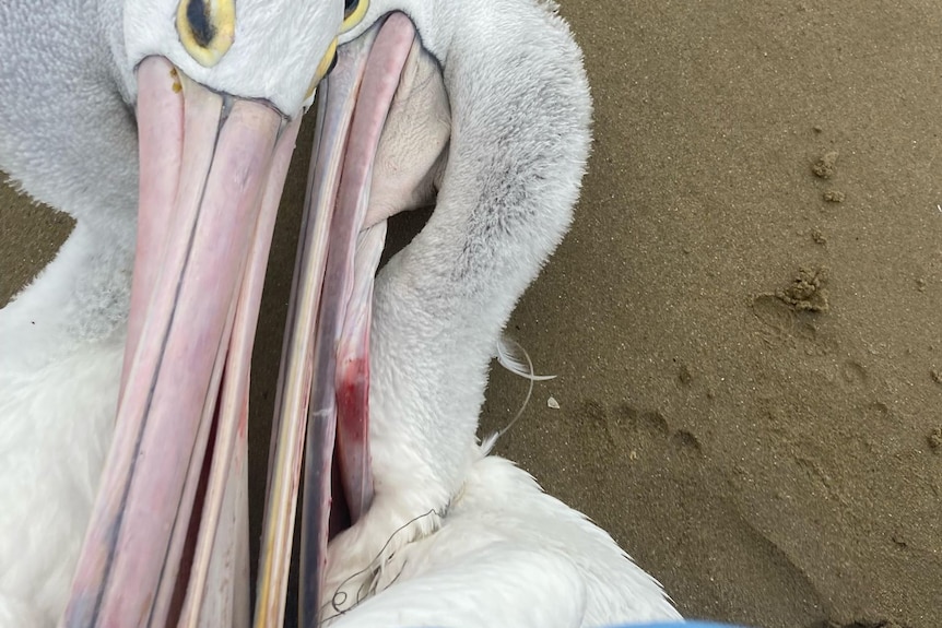 Two pelicans' heads touching, one has fishing lines twisted around its neck