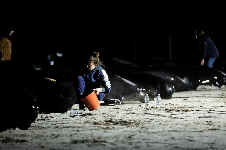 A woman works with the stranded pilot whales after nightfall.