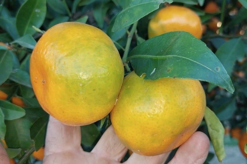 two imperial mandarins on a tree with a slight green colouring in patches