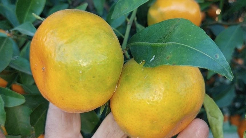 two imperial mandarins on a tree with a slight green colouring in patches