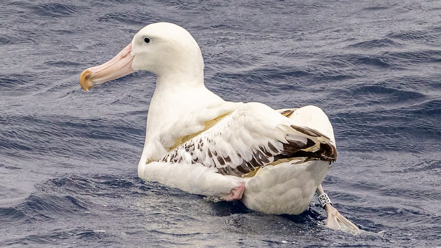 a wandering albatross in the water