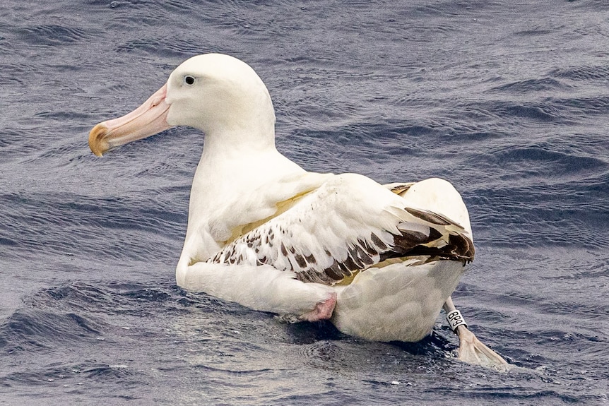 a wandering albatross in the water